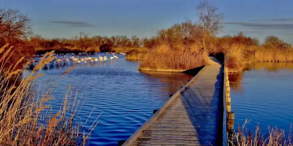 sites naturels etangs camargue paca amouton 1920x960 1 | Time in Provence